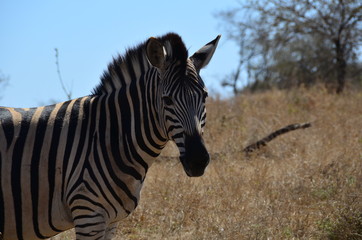 Fototapeta na wymiar Zebra nel parco iSimangaliso 