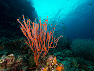 Red Whip Fan Coral
