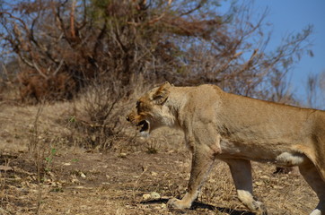 Fototapeta na wymiar Leonessa incinta nel parco nazionale del Kruger