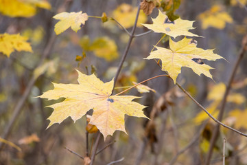 Yellow maple leaves on a branch in the autumn forest_