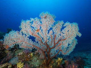 Naklejka na ściany i meble Hollow Branch Coral