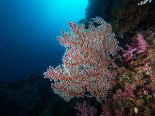 Fototapeta na wymiar Hollow Branch Coral