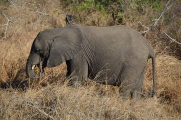 Naklejka na ściany i meble Elefanti nel letto di un fiume nella savana africana