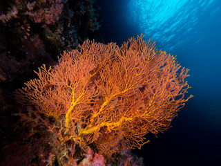Gorgonian seafan