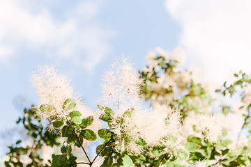 White flower blossom on the branch closeup