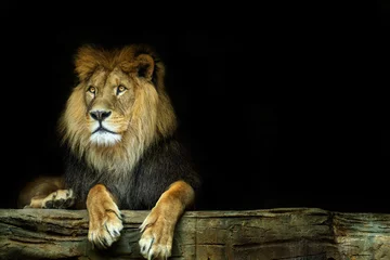 Foto op Plexiglas Leeuw. Leeuw zittend op een rots © denisapro