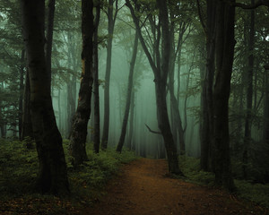 Dreamy foggy dark forest. Trail in moody forest. Alone and creepy feeling in the woods - 218181072