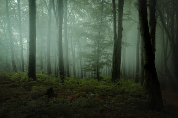 Dreamy foggy dark forest. Trail in moody forest. Alone and creepy feeling in the woods