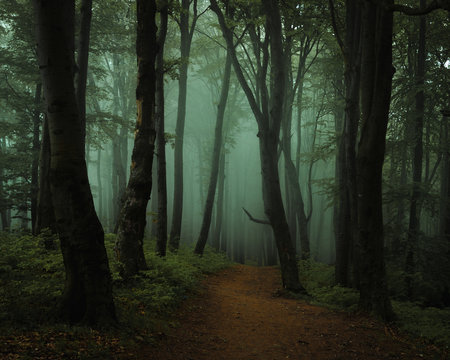 Fototapeta Dreamy foggy dark forest. Trail in moody forest. Alone and creepy feeling in the woods