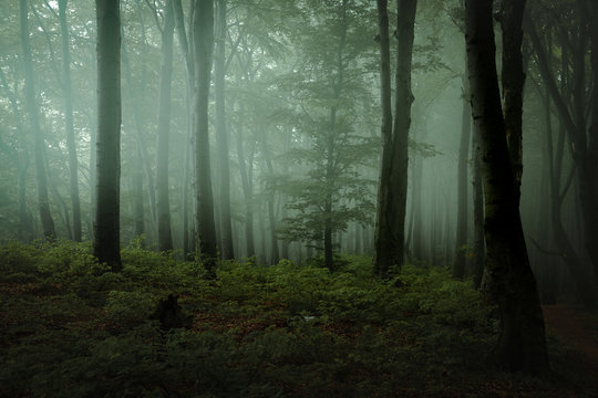 Fototapeta Dreamy foggy dark forest. Trail in moody forest. Alone and creepy feeling in the woods