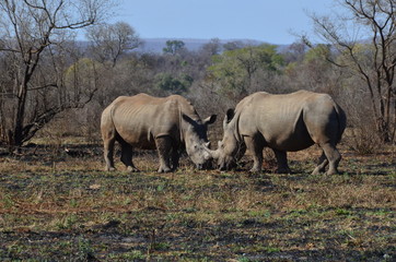 Obraz na płótnie Canvas Coppia di Rinoceronti nella savana africana