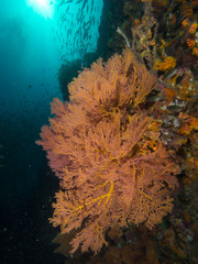 Gorgonian seafan qith san rays behind