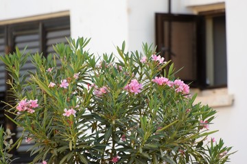 Fototapeta na wymiar Beauty Cyprus Flower