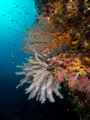 Fototapeta na wymiar Sea fan, soft corals and a feather star on a coral wall