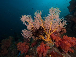 Fototapeta na wymiar Orange Gorgonian seafan