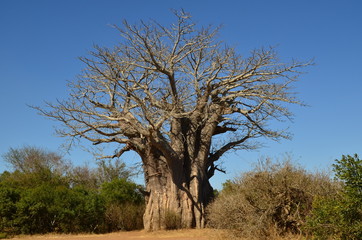 Fototapeta na wymiar baobab africano