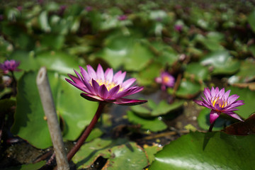 Beautiful red lotus flower in the lotus pond on the sunny day