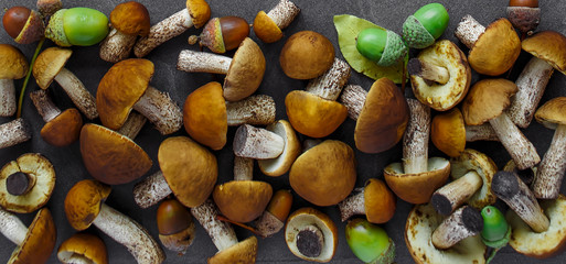  Autumn Cep Mushrooms. Ceps Boletus edulis over Wooden Dark Background, close up on wood rustic table. Cooking delicious organic mushroom. Gourmet food