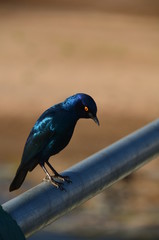 Uccellino nel parco Kruger