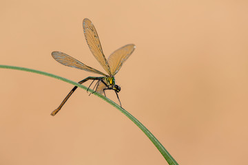 Damigella (Calopteryx virgo)