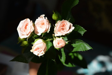 Lot of elegant yellow pink small roses with green leaves on a black background