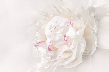 peony flower. close-up. toned.