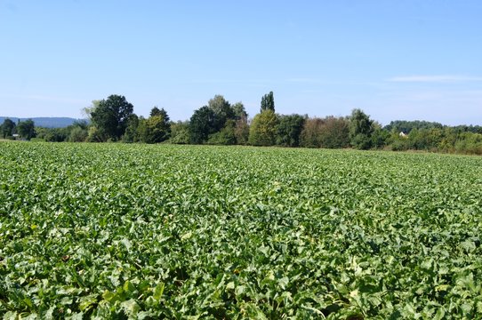 Runkeln, Zuckerr&uuml;ben Feld, feld, landschaft, himmel, ackerbau, green, gras, natur, bauernhof, wiese, blau, land, sommer, b&auml;uerlich, fr&uuml;hling, pflanze, erdboden, gegend, cloud, baum, corn, agrar, 