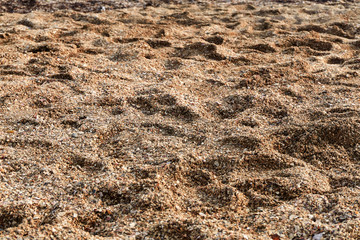 Texture of large sand on the beach with a lot of broken shells and small kilometers on a sunny summer day for a background image
