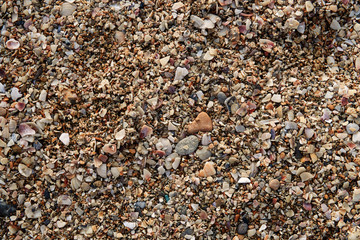 Texture of large sand on the beach with a lot of broken shells and small kilometers on a sunny summer day for a background image