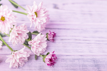 Naklejka na ściany i meble Pink and purple delicate chrysanthemums on a wooden background. Free space