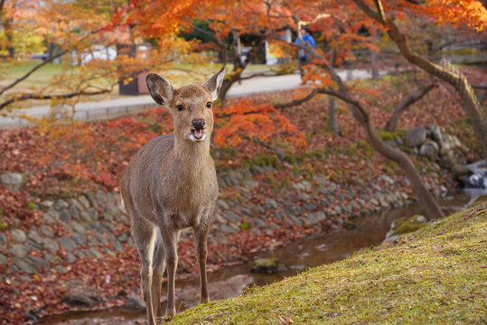 奈良の紅葉と鹿2