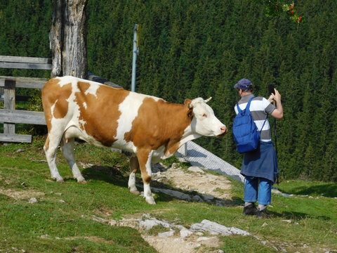 Eine Kuh m&ouml;chte allzu gern wissen, was sich im Rucksack des Zweibeiners befindet