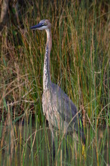 Uccello africano nel parco kruger