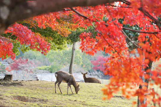 奈良の紅葉