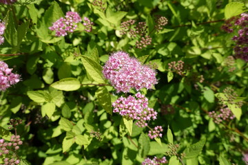 Close shot of pink flowers of Spiraea japonica