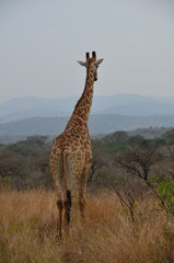 Giraffa a spasso nella savana sudafricana