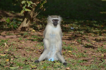 Scimmia sudafricana