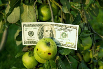 American dollars in the garden