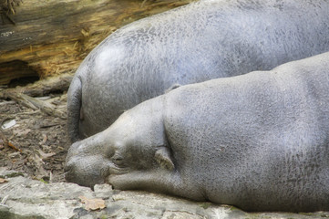 Słodko śpiąca para hipopotamów - obrazy, fototapety, plakaty
