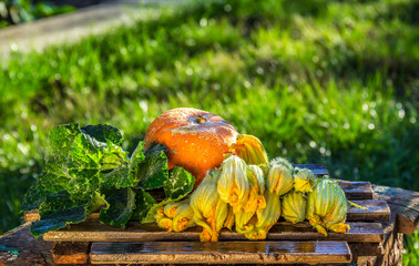 Pumpkin flowers. Ripe pumpkin and pumpkin flowers in the summer garden. Italian Cuisine. Fresh Ingredients. Pumpkin flowers for frying
