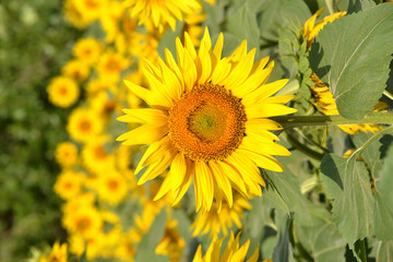 Obraz premium Beautiful large sunflower on the background of the field of other sunflowers on a Sunny day.