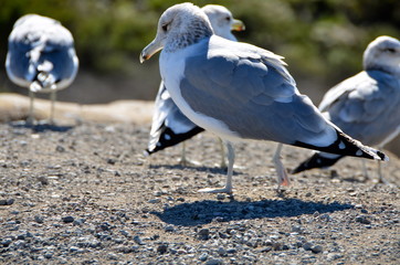 sea gull...