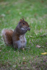 A squirrel standing on the grass and eating