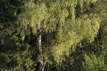 Birch branches close-up. Russian landscape.