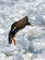 flying wild duck over frozen water