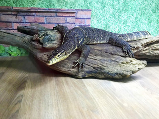 Gecko in the terrarium