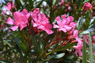 Close-up of Pink Nerium Oleander Flowers, Nature, Macro