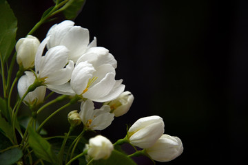 Fototapeta na wymiar white flowers for frame decoration