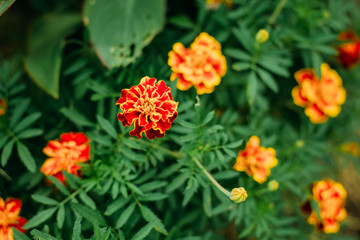 flower, garden, nature, orange, plant, green, marigold, flowers, summer, yellow, red, bloom, blossom, beauty, flora, spring, beautiful, petal, tagetes, floral, field, gardening, color, botany, pink
