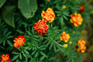 flower, orange, nature, garden, green, plant, yellow, marigold, summer, red, flowers, beauty, blossom, bloom, flora, beautiful, petal, tagetes, macro, color, floral, spring, leaf, gardening, field